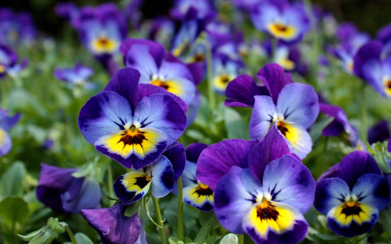 Обои цветы, анютины глазки, фиалки, виола, фиалка трёхцветная, flowers, pansy, violet, viola, viola tricolor разрешение 4272x2848 Загрузить