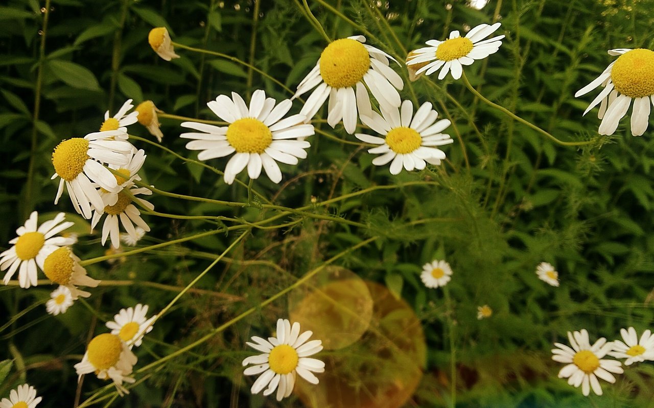 Обои цветы, трава, лето, лепестки, ромашки, белые, flowers, grass, summer, petals, chamomile, white разрешение 4096x3072 Загрузить