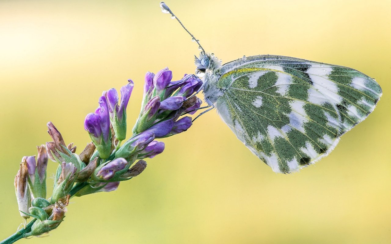 Обои цветы, макро, насекомое, бабочка, крылья, белянка, flowers, macro, insect, butterfly, wings, belyanka разрешение 2048x1365 Загрузить