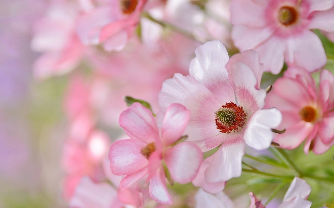 Обои цветы, лепестки, розовые, нежность, flowers, petals, pink, tenderness разрешение 2048x1422 Загрузить