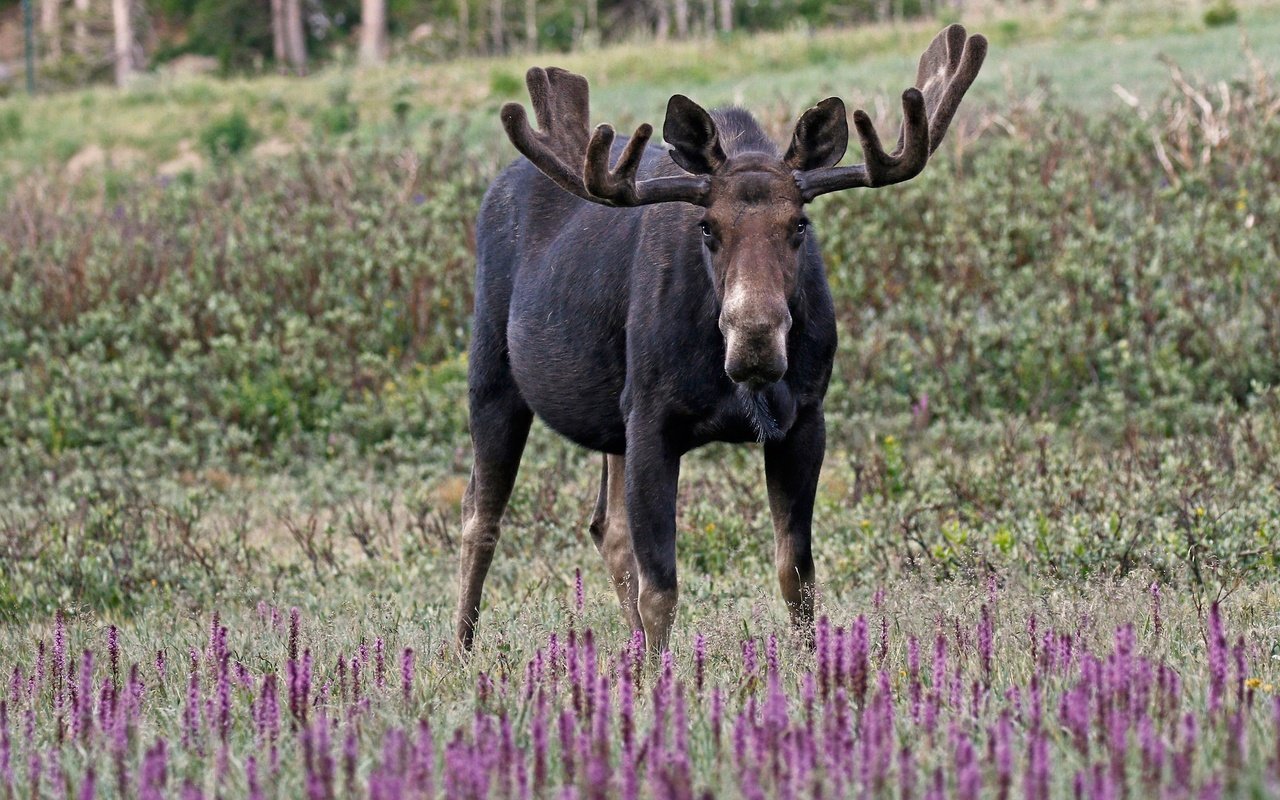 Обои цветы, трава, природа, рога, лось, flowers, grass, nature, horns, moose разрешение 2048x1362 Загрузить