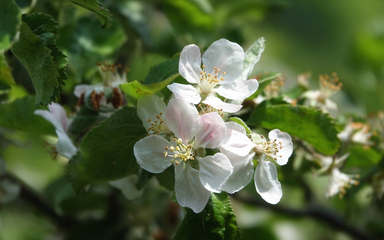 Обои цветы, дерево, цветение, листья, ветки, весна, боке, flowers, tree, flowering, leaves, branches, spring, bokeh разрешение 5472x3648 Загрузить