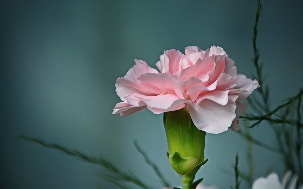 Обои фон, цветок, лепестки, бутон, гвоздика, background, flower, petals, bud, carnation разрешение 4643x3139 Загрузить