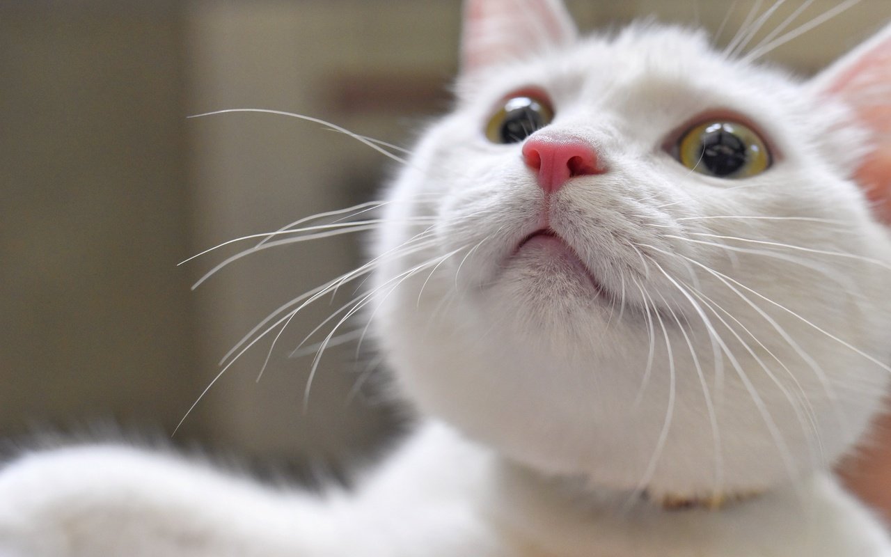 Обои глаза, кот, мордочка, усы, кошка, взгляд, белая, eyes, cat, muzzle, mustache, look, white разрешение 2500x1669 Загрузить