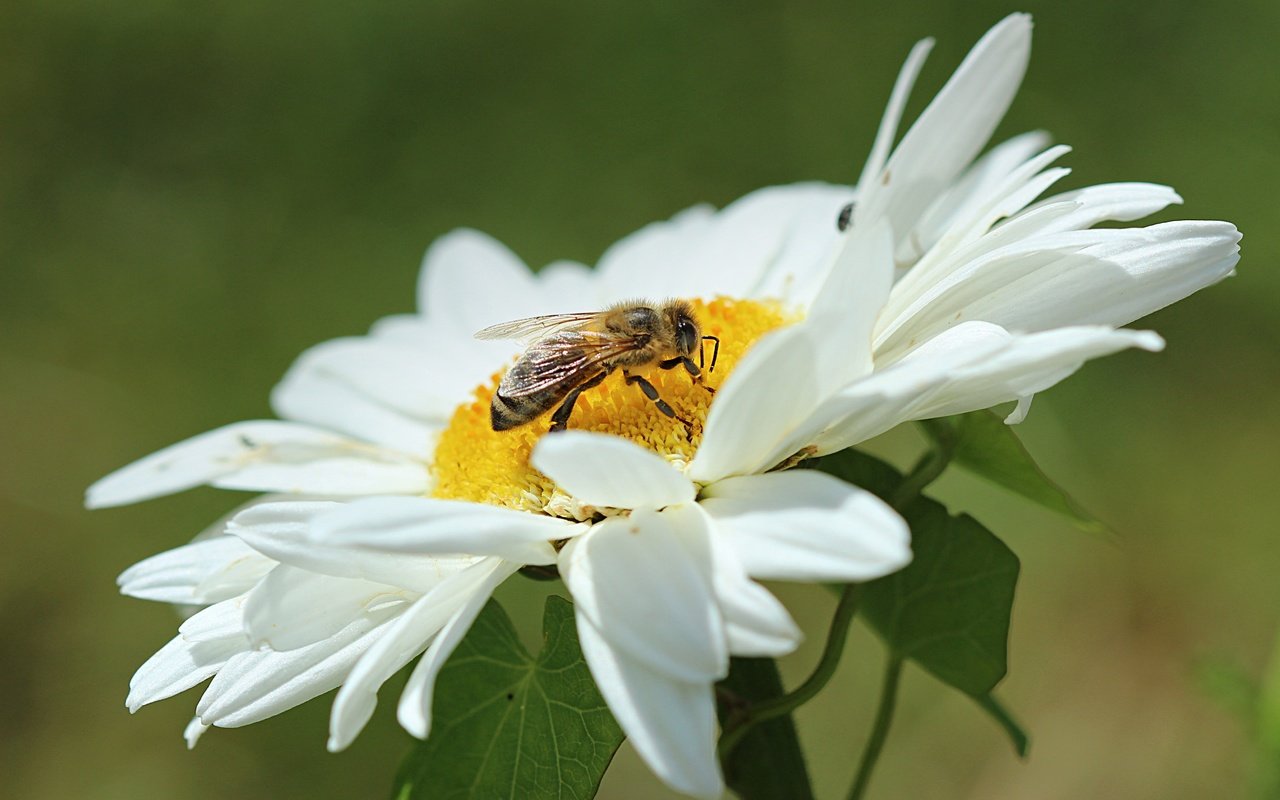 Обои макро, насекомое, цветок, лепестки, ромашка, пчела, оса, macro, insect, flower, petals, daisy, bee, osa разрешение 4869x3150 Загрузить