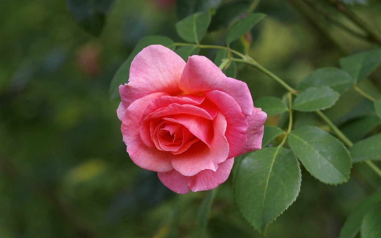 Обои макро, цветок, роза, лепестки, бутон, розовая роза, macro, flower, rose, petals, bud, pink rose разрешение 4800x3200 Загрузить