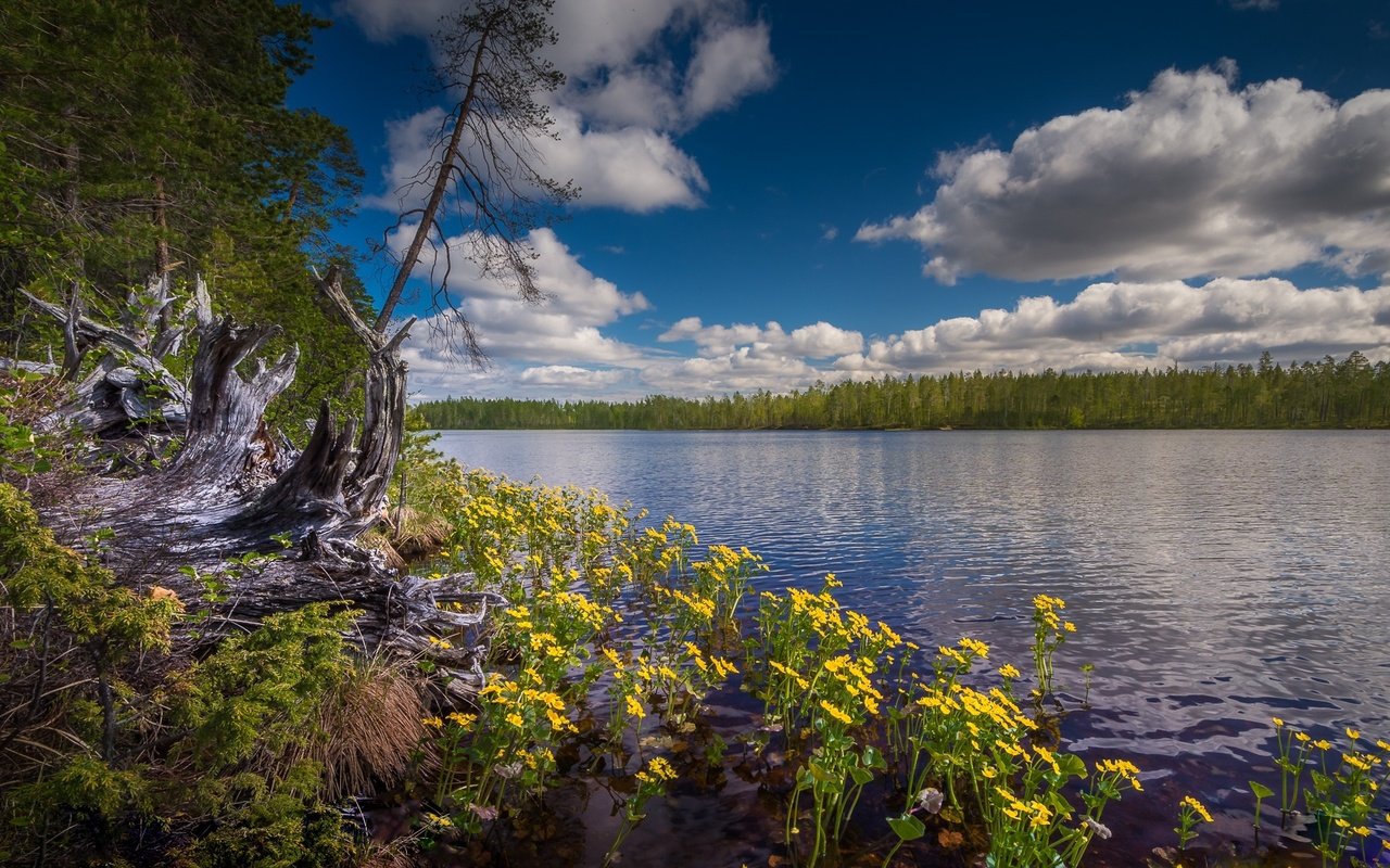 Обои небо, цветы, облака, озеро, лес, финляндия, hossa national park, the sky, flowers, clouds, lake, forest, finland разрешение 1920x1117 Загрузить