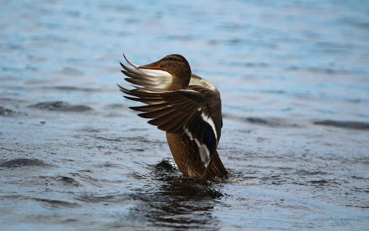 Обои озеро, крылья, птица, перья, озёра, утка, lake, wings, bird, feathers, duck разрешение 1920x1280 Загрузить