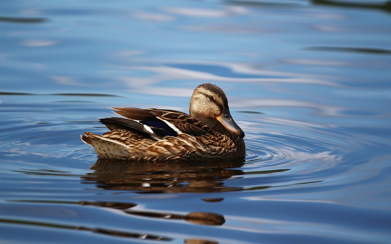 Обои озеро, птица, клюв, перья, озёра, утка, кряква, уточка, lake, bird, beak, feathers, duck, mallard разрешение 1920x1280 Загрузить