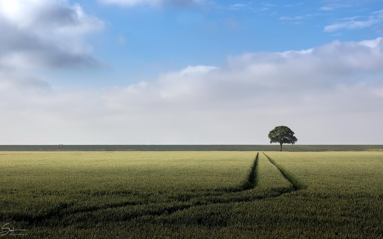 Обои небо, облака, природа, дерево, поле, горизонт, лето, колосья, the sky, clouds, nature, tree, field, horizon, summer, ears разрешение 2048x1152 Загрузить