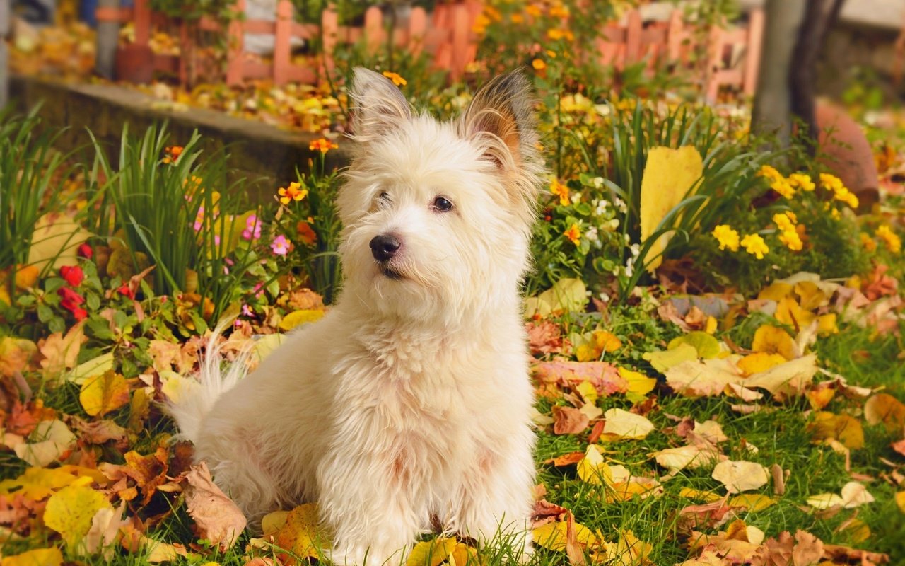 Обои природа, листва, осень, собачка, вест-хайленд-уайт-терьер, nature, foliage, autumn, dog, the west highland white terrier разрешение 2958x1847 Загрузить