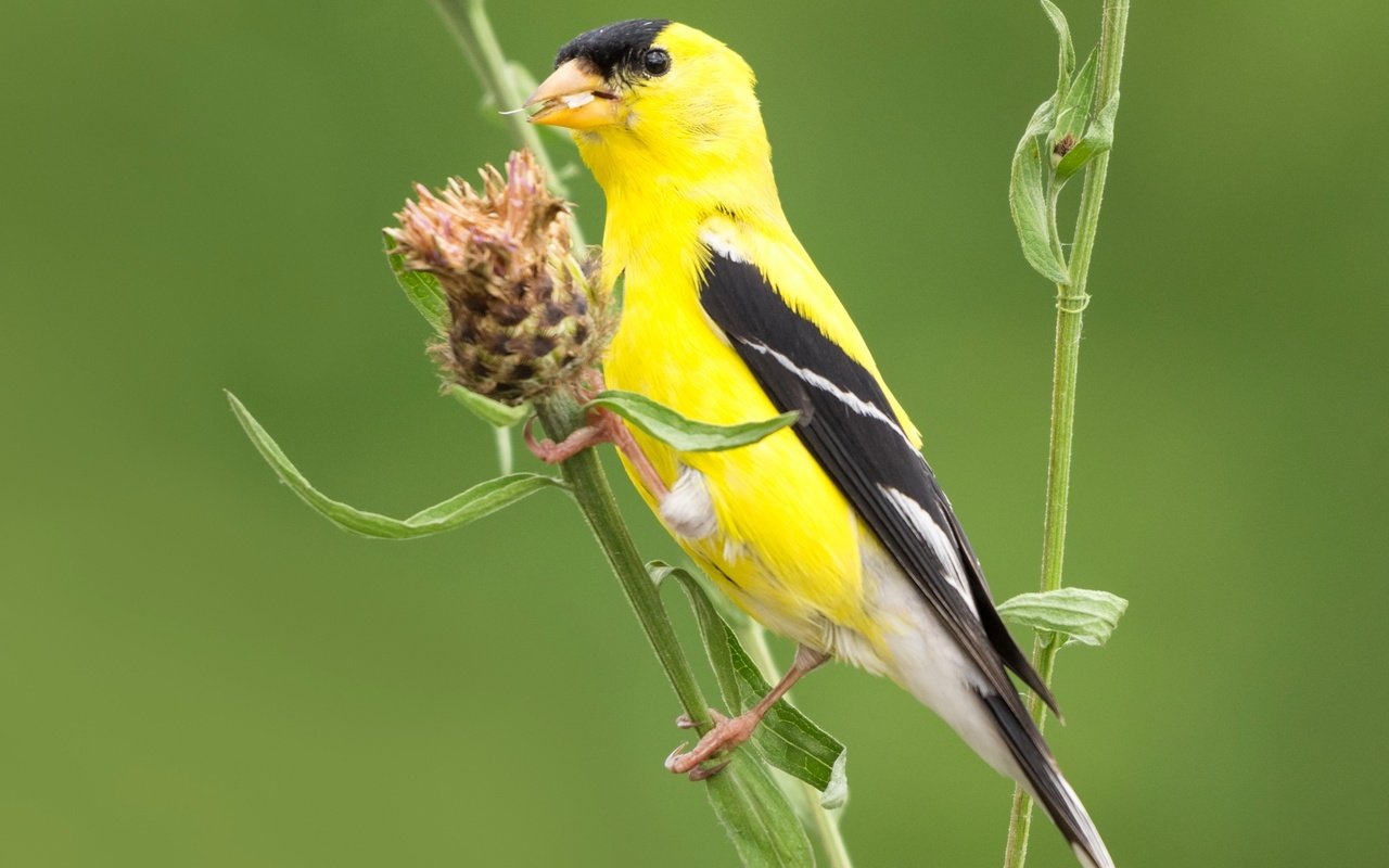 Обои птица, клюв, растение, хвост, щегол, черноголовый щегол, bird, beak, plant, tail, goldfinch, black-headed goldfinch разрешение 2000x1290 Загрузить