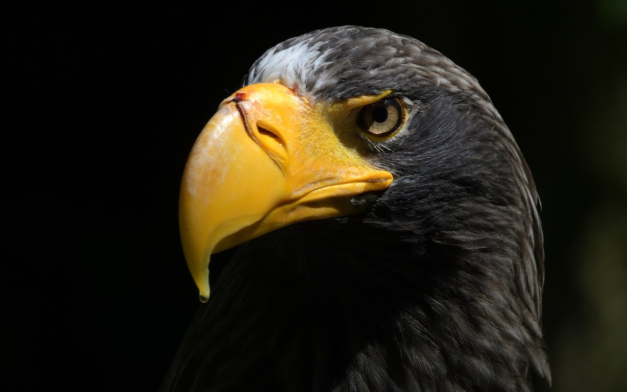 Обои орел, птица, клюв, черный фон, перья, орлан, прел, eagle, bird, beak, black background, feathers, orlan, prel разрешение 5212x3281 Загрузить