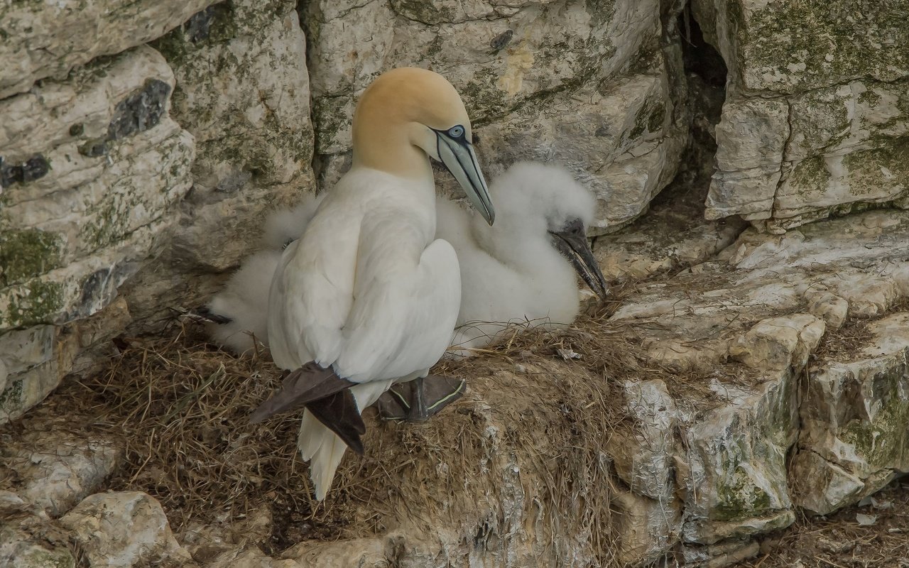 Обои скалы, птицы, гнездо, олуша, северная олуша, rocks, birds, socket, gannet, the northern gannet разрешение 2048x1349 Загрузить