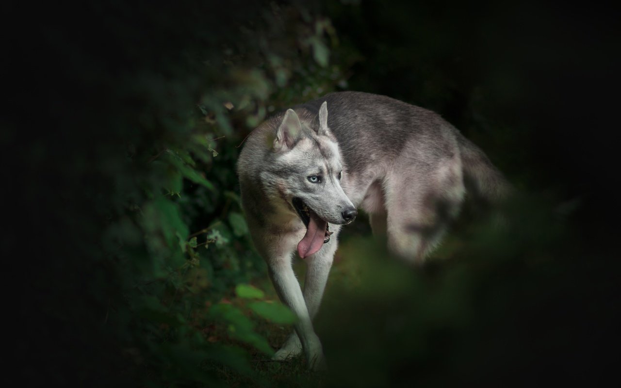 Обои природа, фон, собака, хаски, язык, боке, nature, background, dog, husky, language, bokeh разрешение 5581x3760 Загрузить