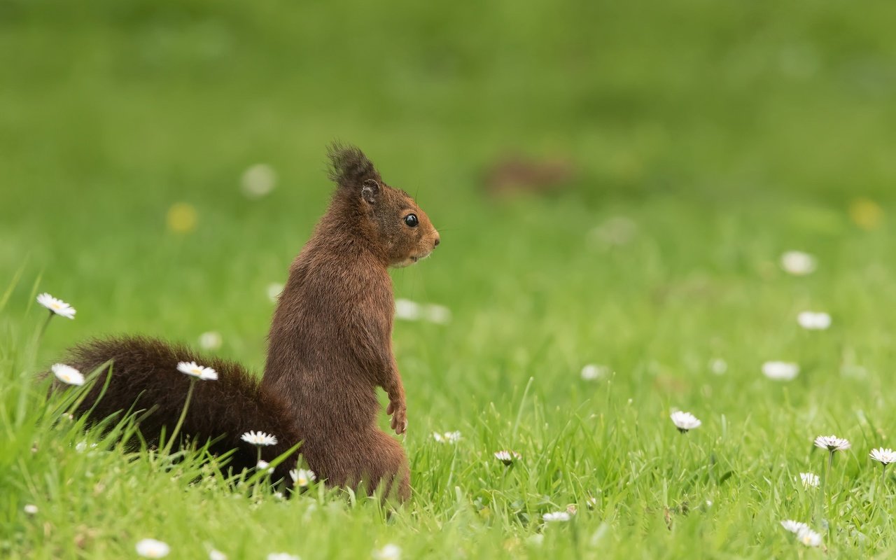 Обои трава, ромашки, белка, боке, стойка, белочка, грызун, grass, chamomile, protein, bokeh, stand, squirrel, rodent разрешение 2048x1365 Загрузить