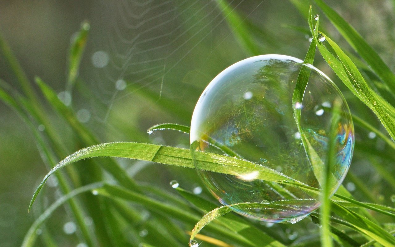 Обои трава, природа, макро, капли, паутина, боке, мыльный пузырь, grass, nature, macro, drops, web, bokeh, bubble разрешение 2048x1366 Загрузить