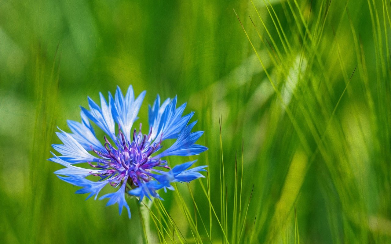 Обои трава, природа, макро, синий, цветок, лепестки, луг, василек, grass, nature, macro, blue, flower, petals, meadow, cornflower разрешение 2048x1365 Загрузить