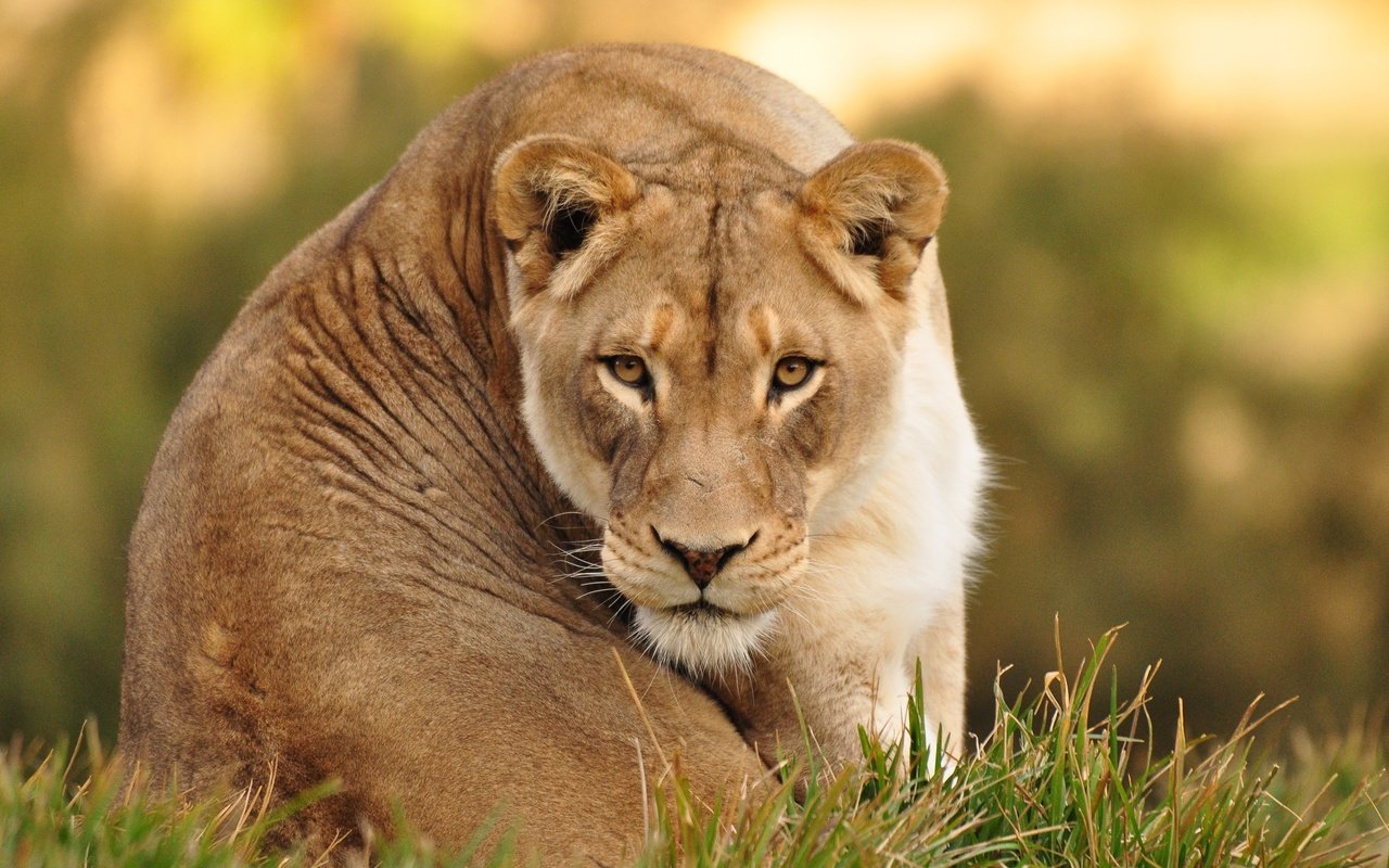 Обои взгляд, отдых, животное, львы, львица, look, stay, animal, lions, lioness разрешение 2000x1328 Загрузить