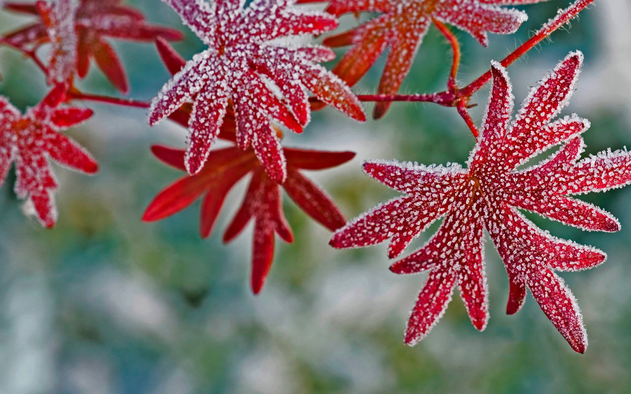 Обои листья, макро, иней, растение, leaves, macro, frost, plant разрешение 1920x1200 Загрузить