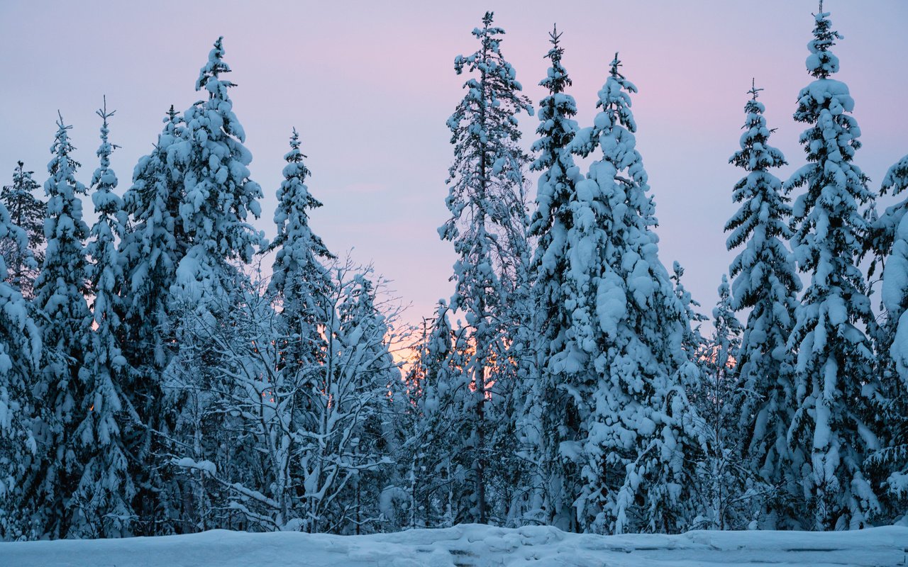 Обои деревья, снег, природа, лес, зима, ели, trees, snow, nature, forest, winter, ate разрешение 3840x2400 Загрузить