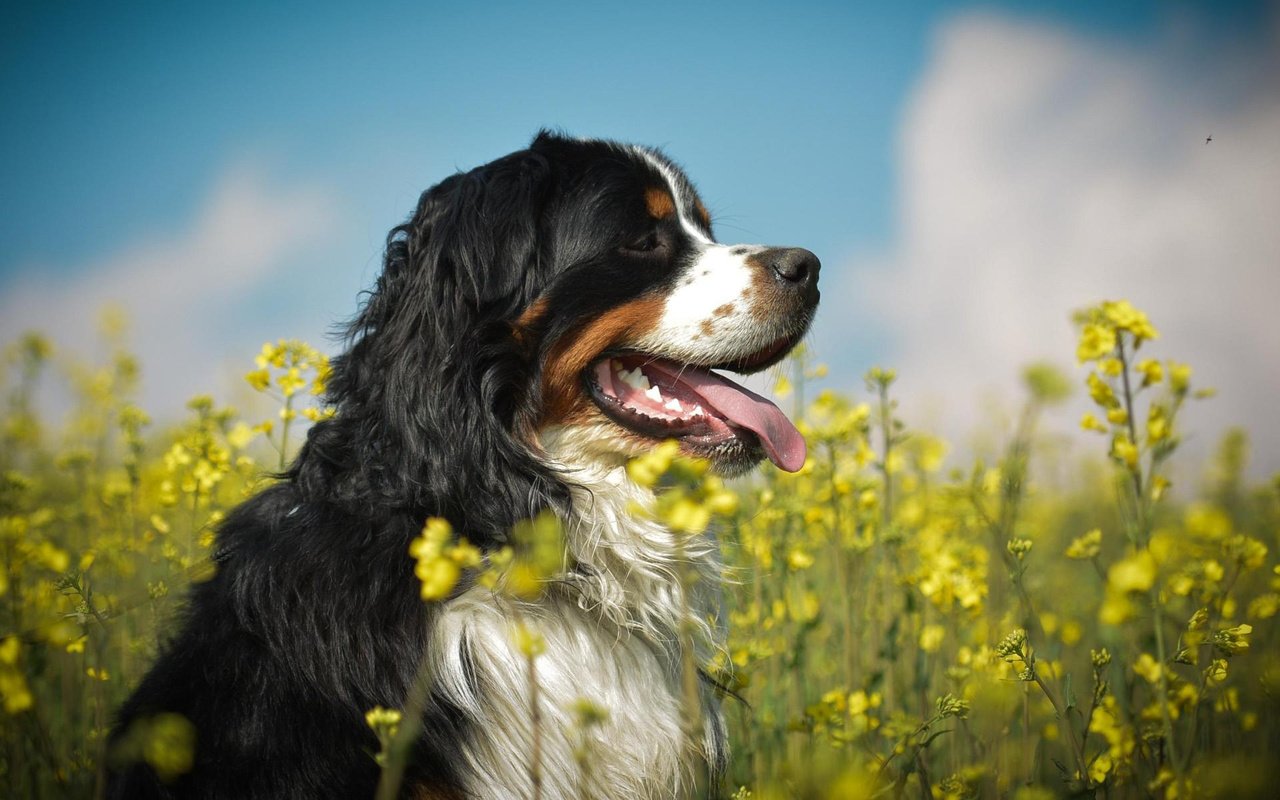 Обои собака, профиль, язык, желтые цветы, бернский зенненхунд, dog, profile, language, yellow flowers, bernese mountain dog разрешение 1920x1200 Загрузить