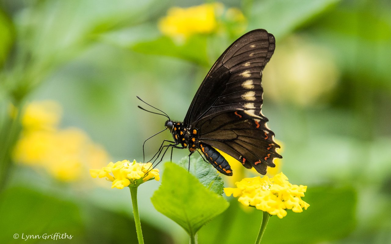 Обои цветы, листья, насекомое, бабочка, крылья, размытость, lynn griffiths, flowers, leaves, insect, butterfly, wings, blur разрешение 5036x3362 Загрузить