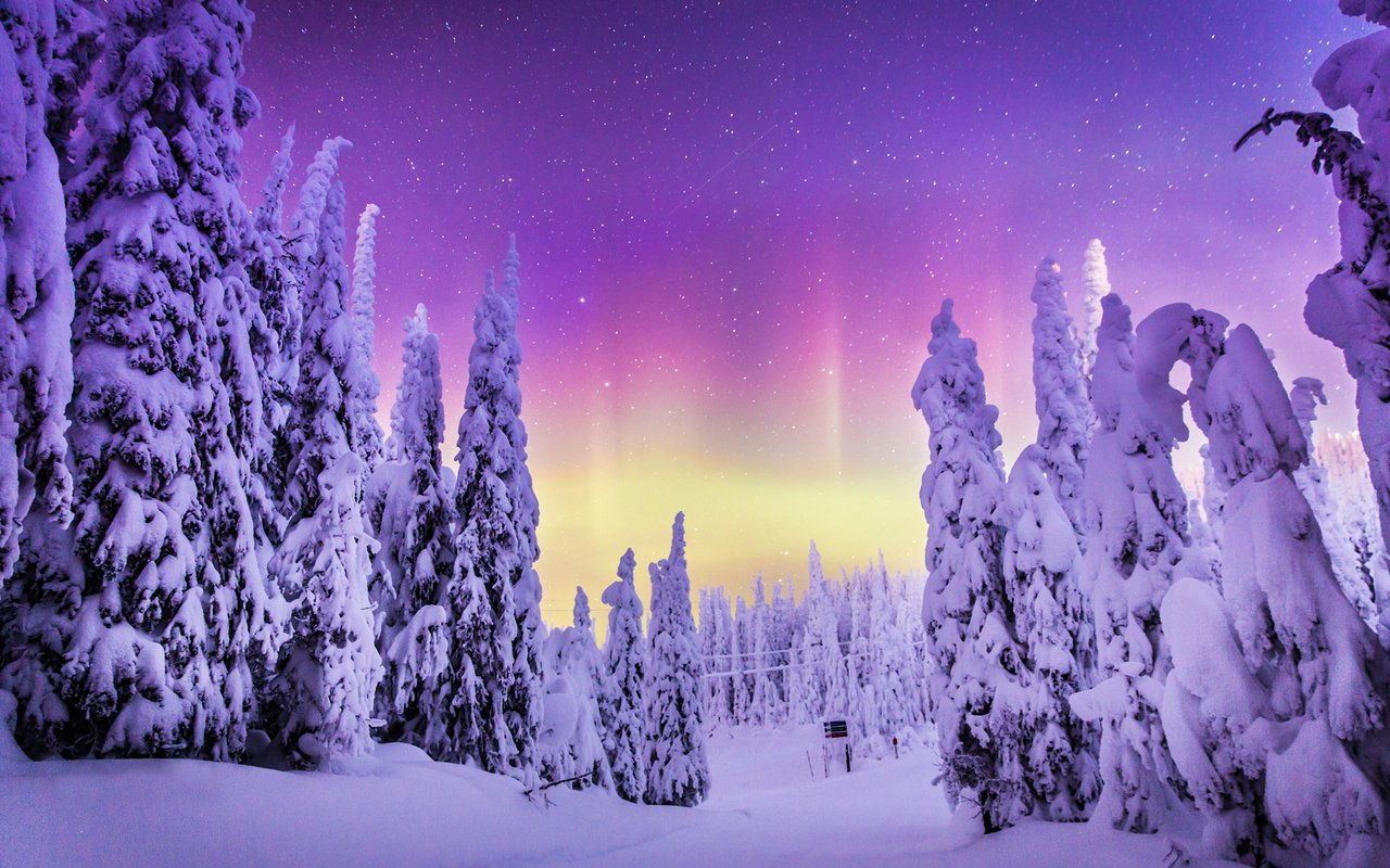 Обои природа, лес, зима, пейзаж, северное сияние, steve rosset, nature, forest, winter, landscape, northern lights разрешение 1920x1200 Загрузить