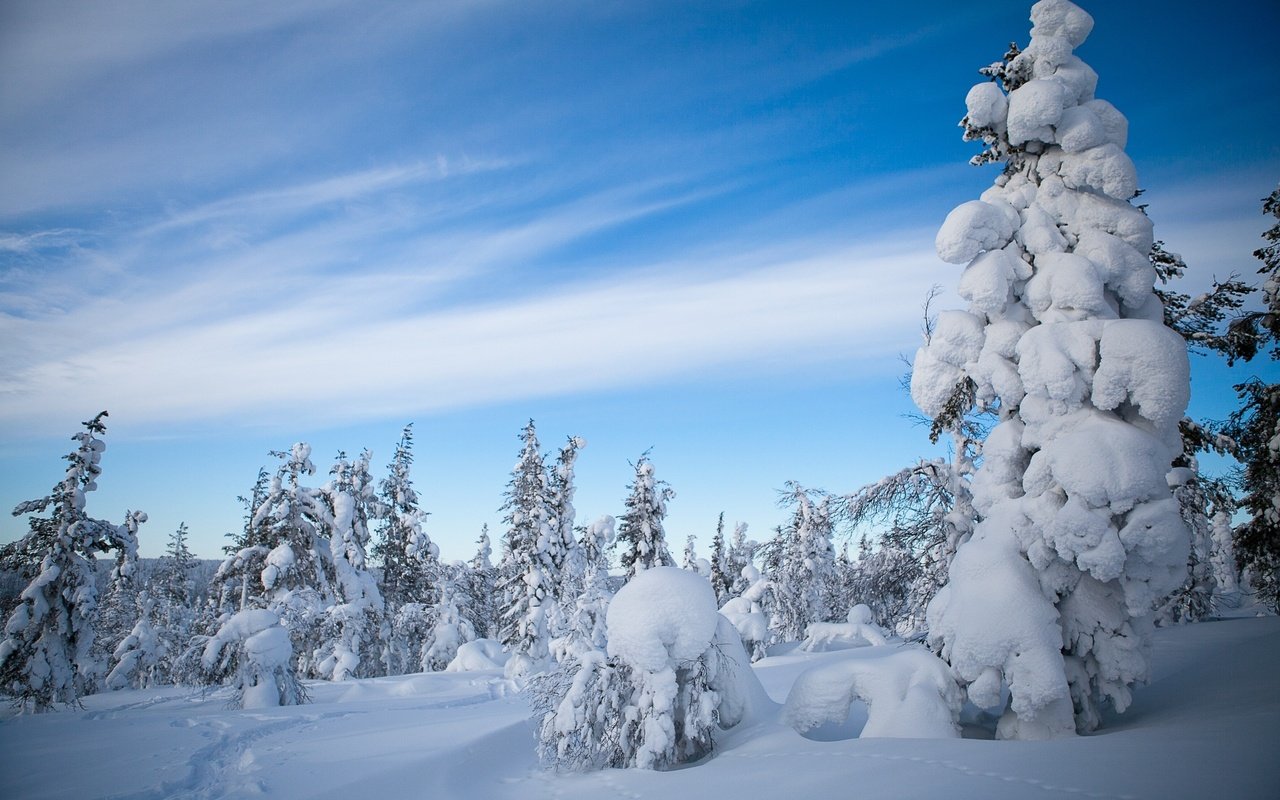 Обои небо, облака, деревья, снег, природа, лес, зима, the sky, clouds, trees, snow, nature, forest, winter разрешение 2560x1600 Загрузить