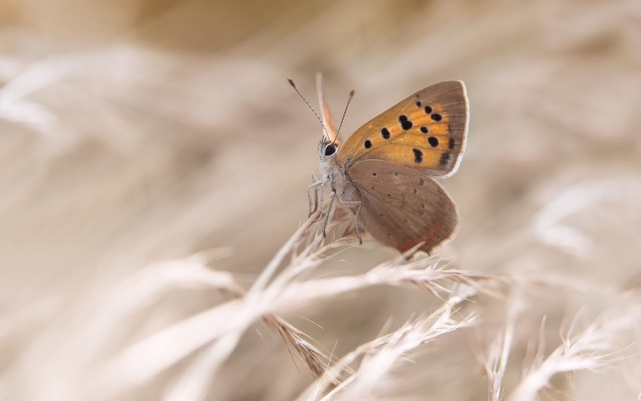 Обои трава, насекомое, бабочка, крылья, grass, insect, butterfly, wings разрешение 2048x1152 Загрузить