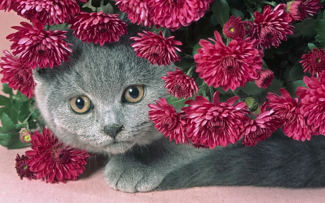 Обои цветы, кот, серый, красивый, сиреневые, пухлый котик, flowers, cat, grey, beautiful, lilac, chubby kitty разрешение 1920x1200 Загрузить