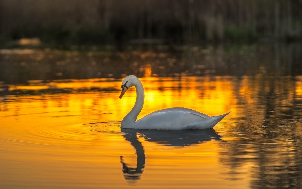 Обои вода, закат, белый, птица, лебедь, шипун, water, sunset, white, bird, swan, mute разрешение 2048x1365 Загрузить