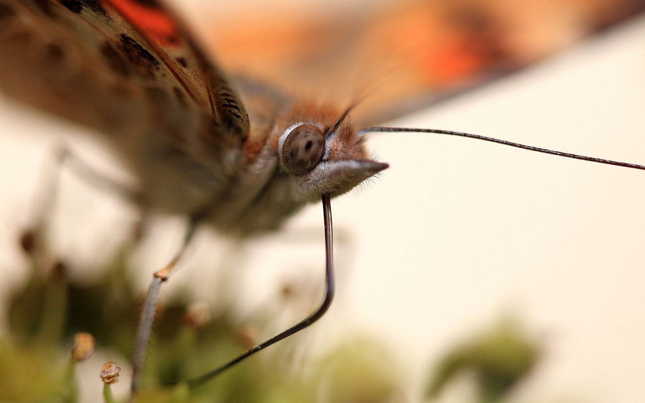 Обои макро, насекомое, бабочка, крылья, macro, insect, butterfly, wings разрешение 1920x1146 Загрузить