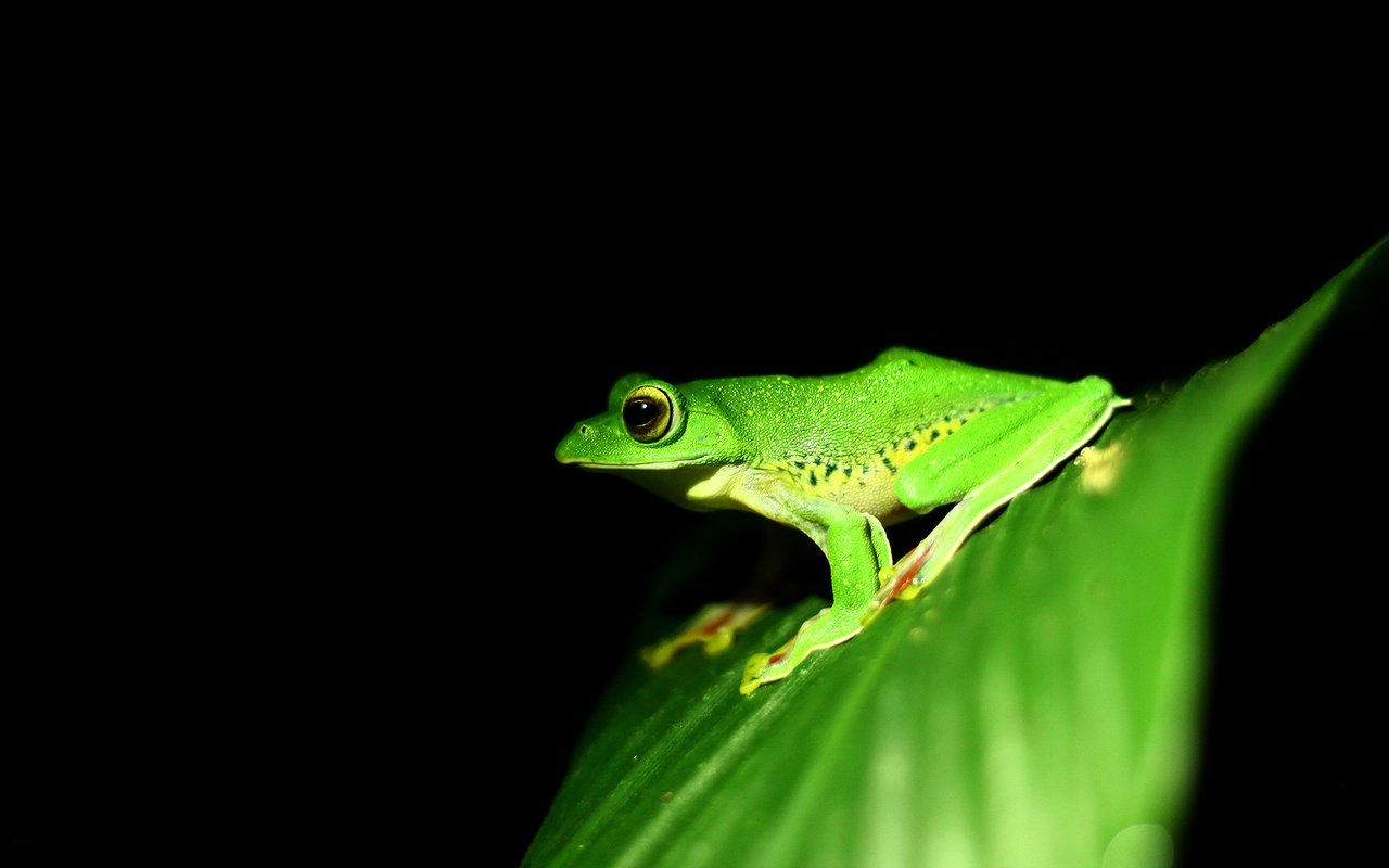 Обои лист, лягушка, черный фон, земноводные, sheet, frog, black background, amphibians разрешение 2560x1440 Загрузить