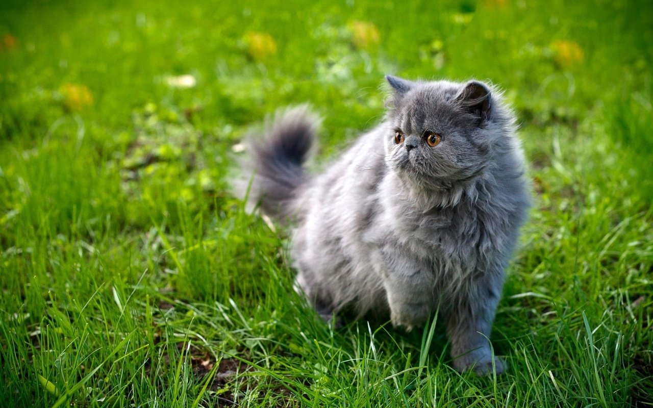 Обои трава, кот, мордочка, усы, кошка, взгляд, персидская, grass, cat, muzzle, mustache, look, persian разрешение 1920x1200 Загрузить