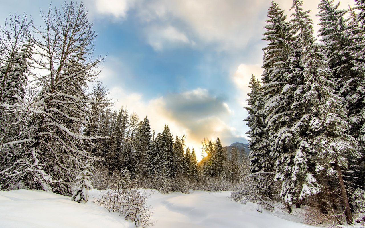 Обои небо, облака, деревья, снег, природа, лес, зима, the sky, clouds, trees, snow, nature, forest, winter разрешение 2880x1800 Загрузить