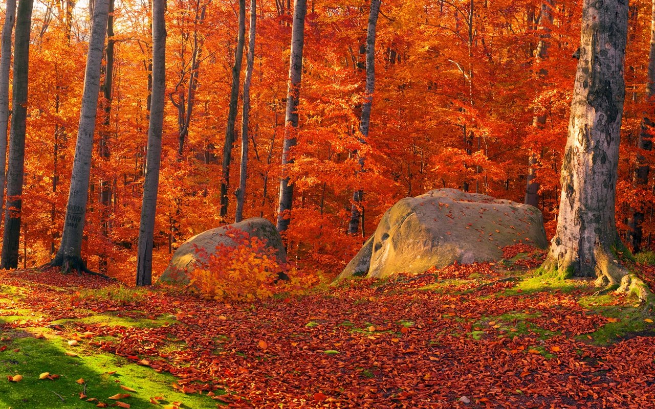 Обои деревья, солнце, камни, лес, листья, осень, мох, trees, the sun, stones, forest, leaves, autumn, moss разрешение 4300x2200 Загрузить