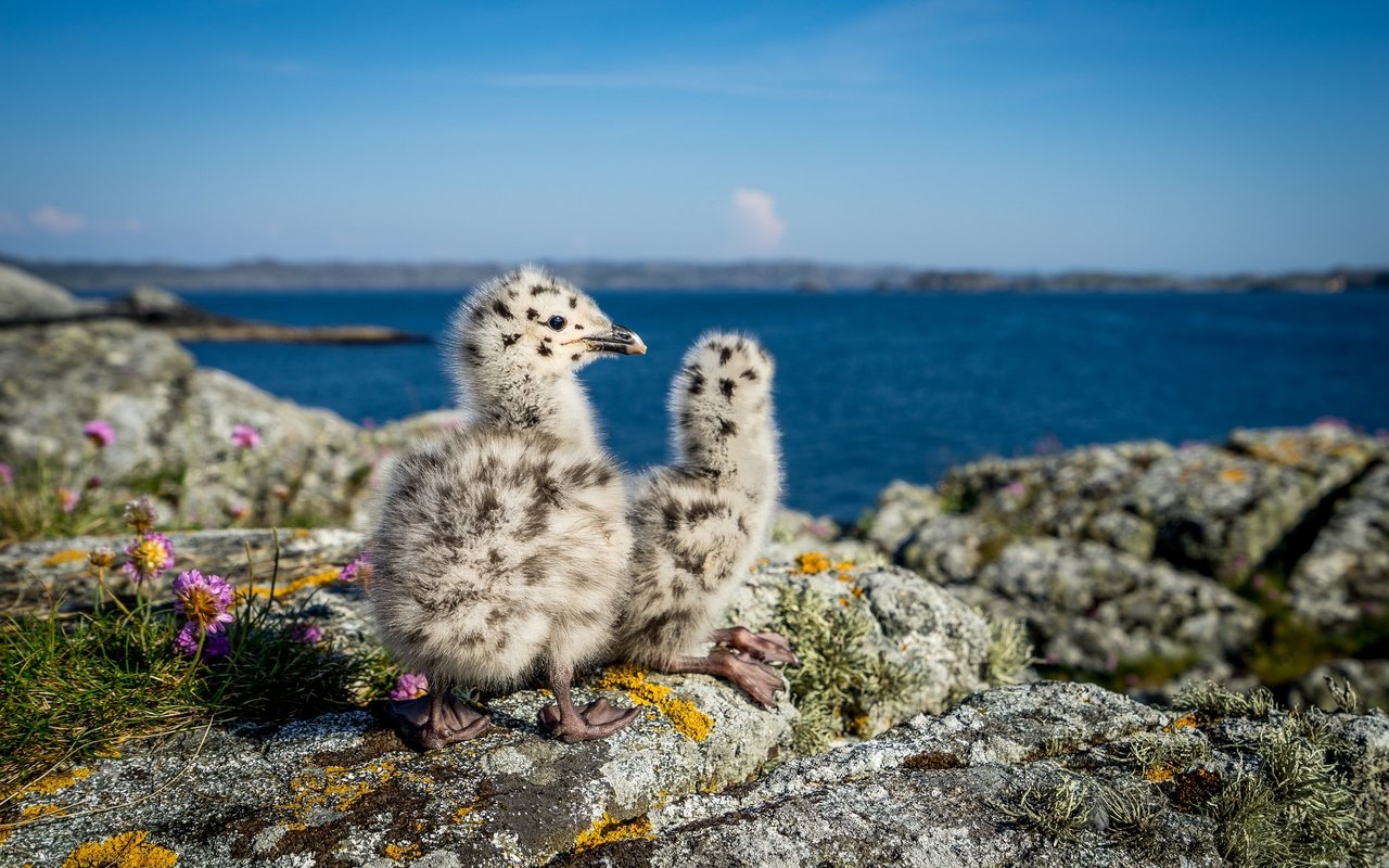 Обои природа, камни, море, чайки, норвегия, птенцы, боке, nature, stones, sea, seagulls, norway, chicks, bokeh разрешение 2048x1365 Загрузить