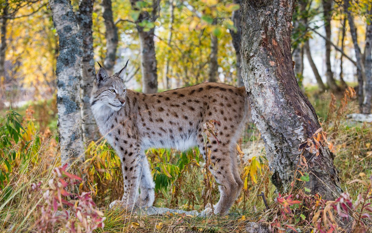 Обои лес, рысь, осень, хищник, forest, lynx, autumn, predator разрешение 2048x1365 Загрузить