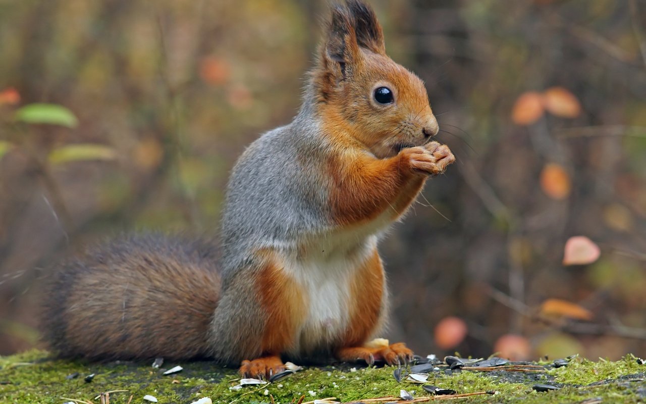 Обои парк, осень, белка, белочка, park, autumn, protein, squirrel разрешение 2100x1492 Загрузить