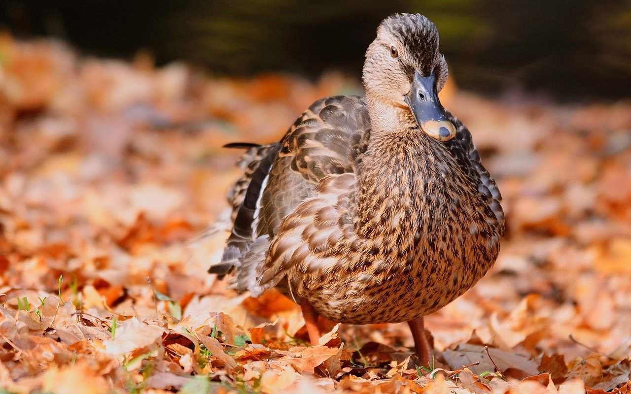 Обои природа, листва, осень, птица, перья, утка, осенние листья, nature, foliage, autumn, bird, feathers, duck, autumn leaves разрешение 2400x1350 Загрузить