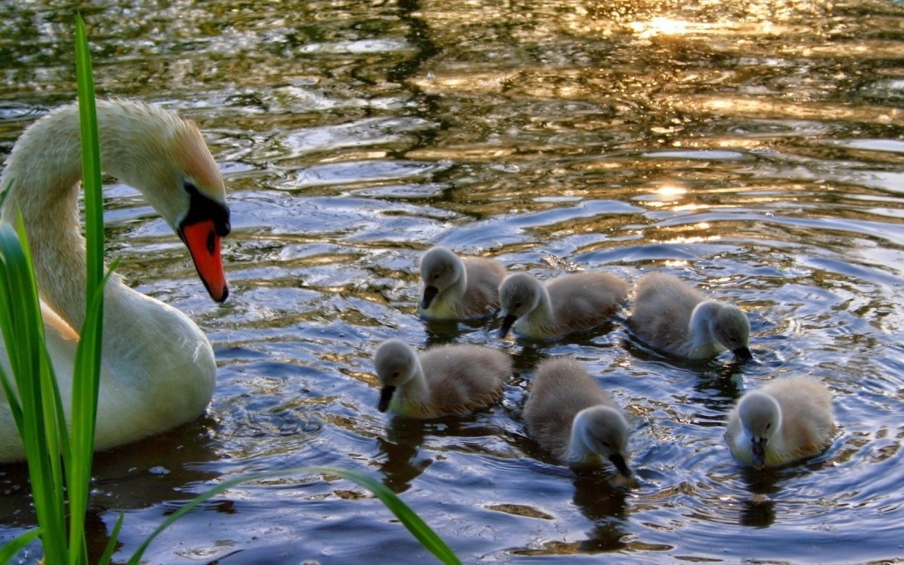 Обои трава, вода, лебедь, птенцы, детеныши, grass, water, swan, chicks, cubs разрешение 1920x1080 Загрузить