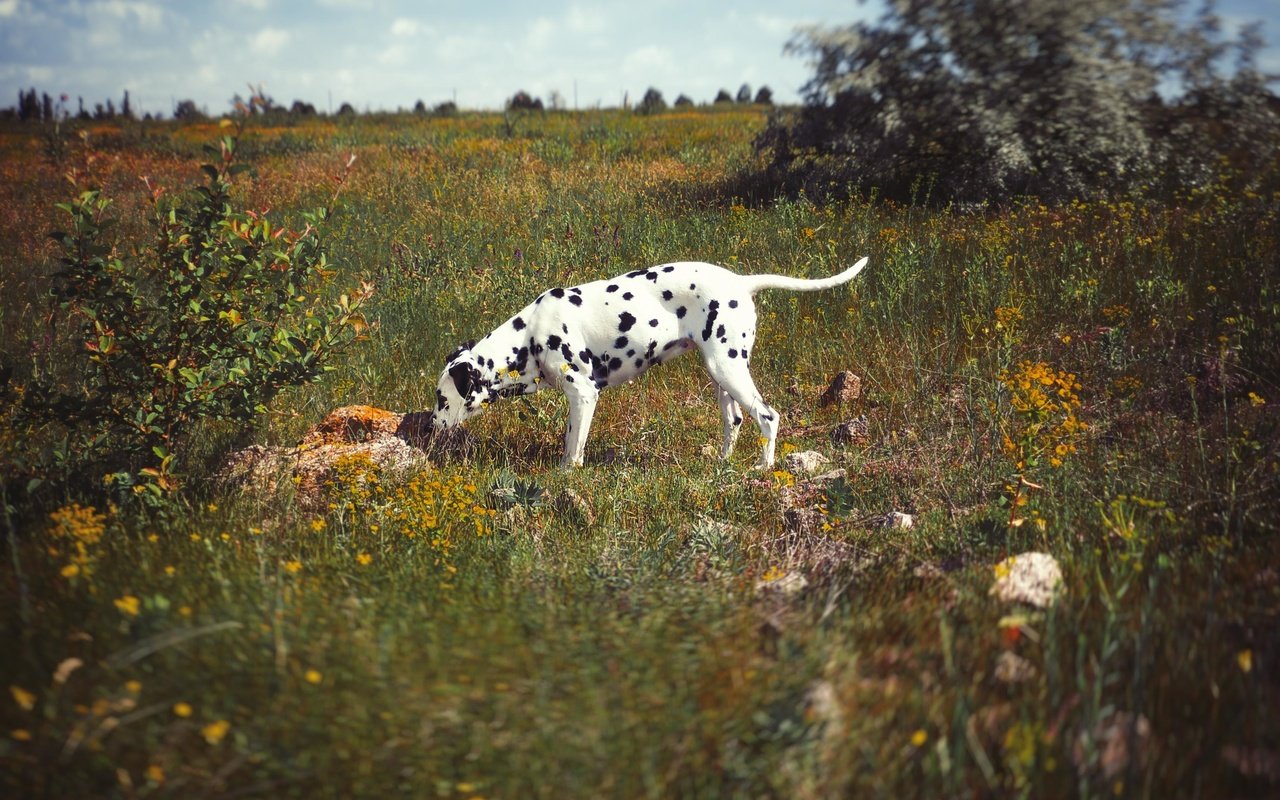 Обои природа, поле, собака, далматин, далматинец, imperium legionis, питомник, nature, field, dog, dalmatian, dalmatians, nursery разрешение 3648x2736 Загрузить