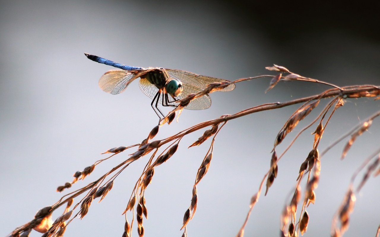 Обои трава, насекомое, крылья, стрекоза, колоски, grass, insect, wings, dragonfly, spikelets разрешение 1920x1328 Загрузить