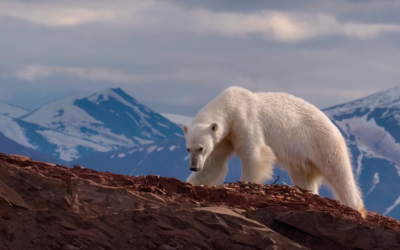 Обои горы, медведь, хищник, животное, белый медведь, mike reyfman, mountains, bear, predator, animal, polar bear разрешение 1920x1200 Загрузить