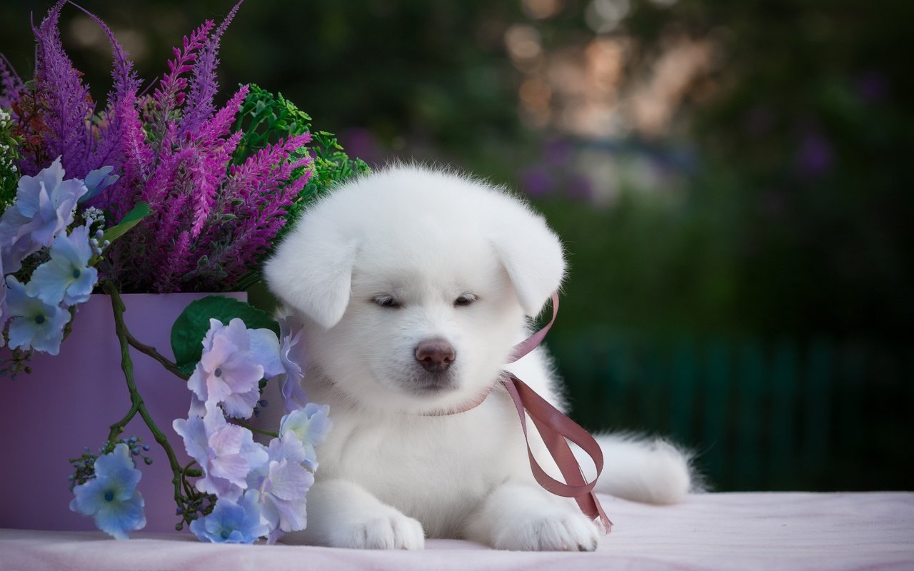 Обои цветы, мордочка, взгляд, собака, щенок, самоед, акита, flowers, muzzle, look, dog, puppy, samoyed, akita разрешение 2880x1800 Загрузить