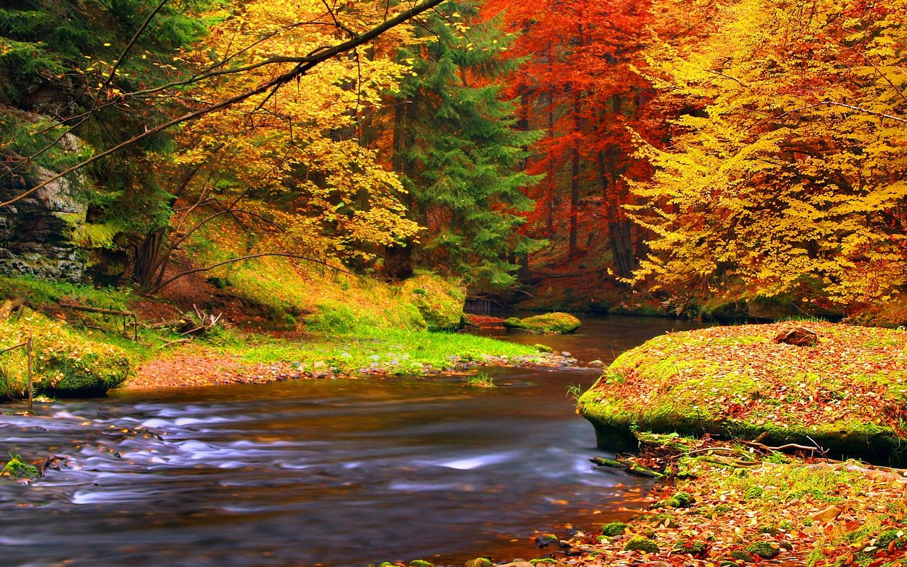 Обои деревья, река, природа, лес, листья, осень, trees, river, nature, forest, leaves, autumn разрешение 3840x2400 Загрузить