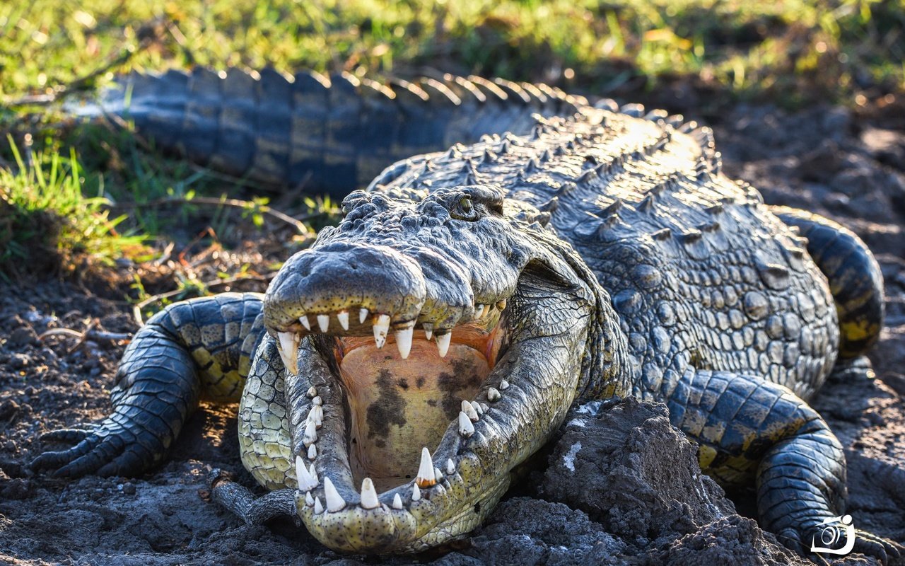 Обои зубы, крокодил, пасть, пресмыкающиеся, teeth, crocodile, mouth, reptiles разрешение 2048x1254 Загрузить