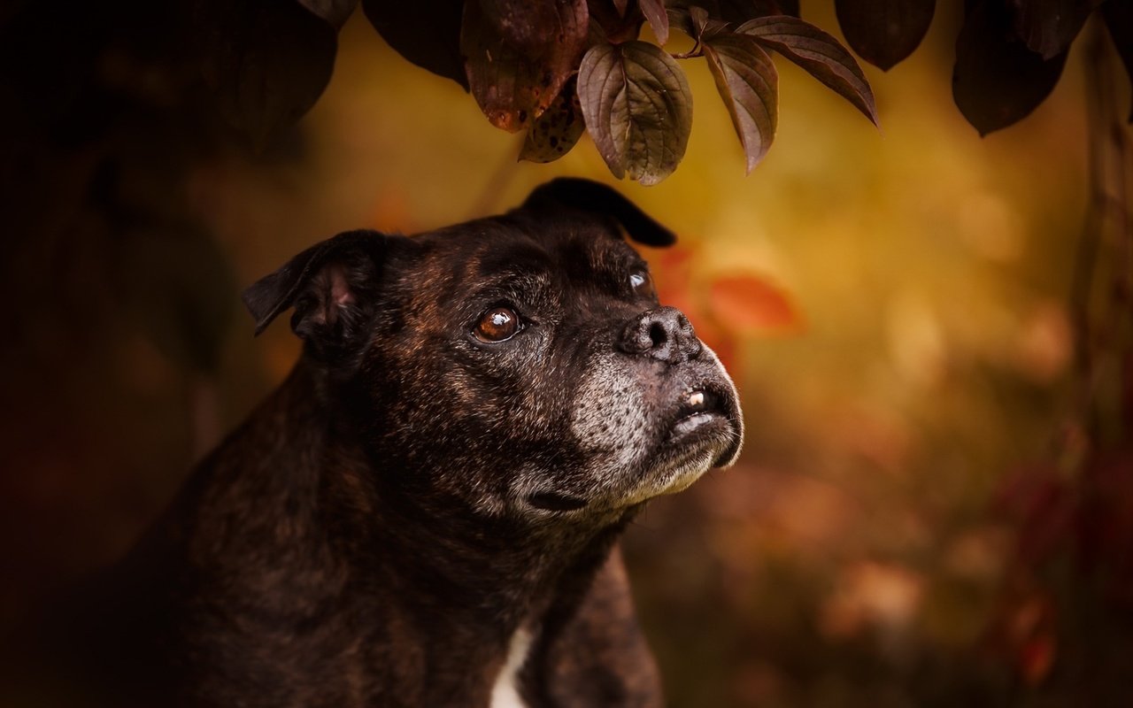 Обои листья, мордочка, взгляд, собака, бультерьер, стаффордширский бультерьер, leaves, muzzle, look, dog, bull terrier, staffordshire bull terrier разрешение 1920x1147 Загрузить
