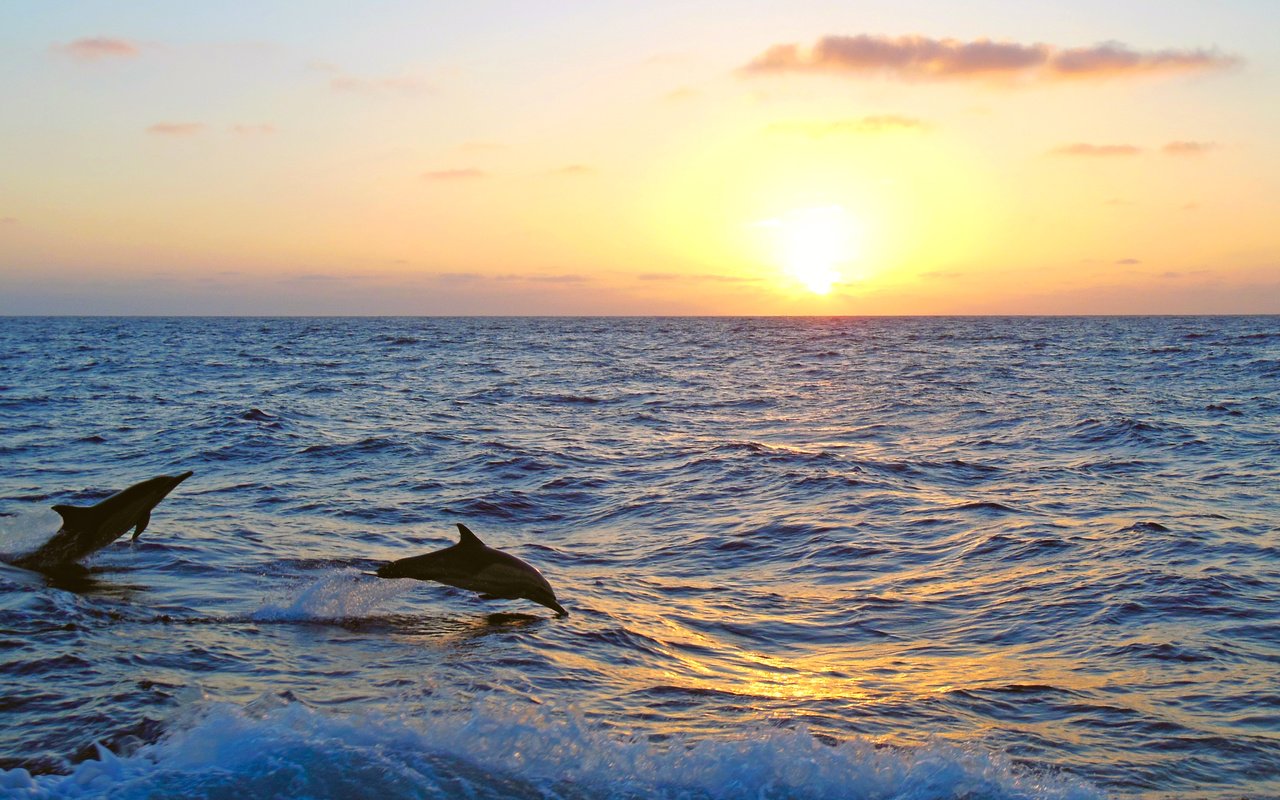 Обои закат, море, дельфины, 5, sunset, sea, dolphins разрешение 4608x3456 Загрузить